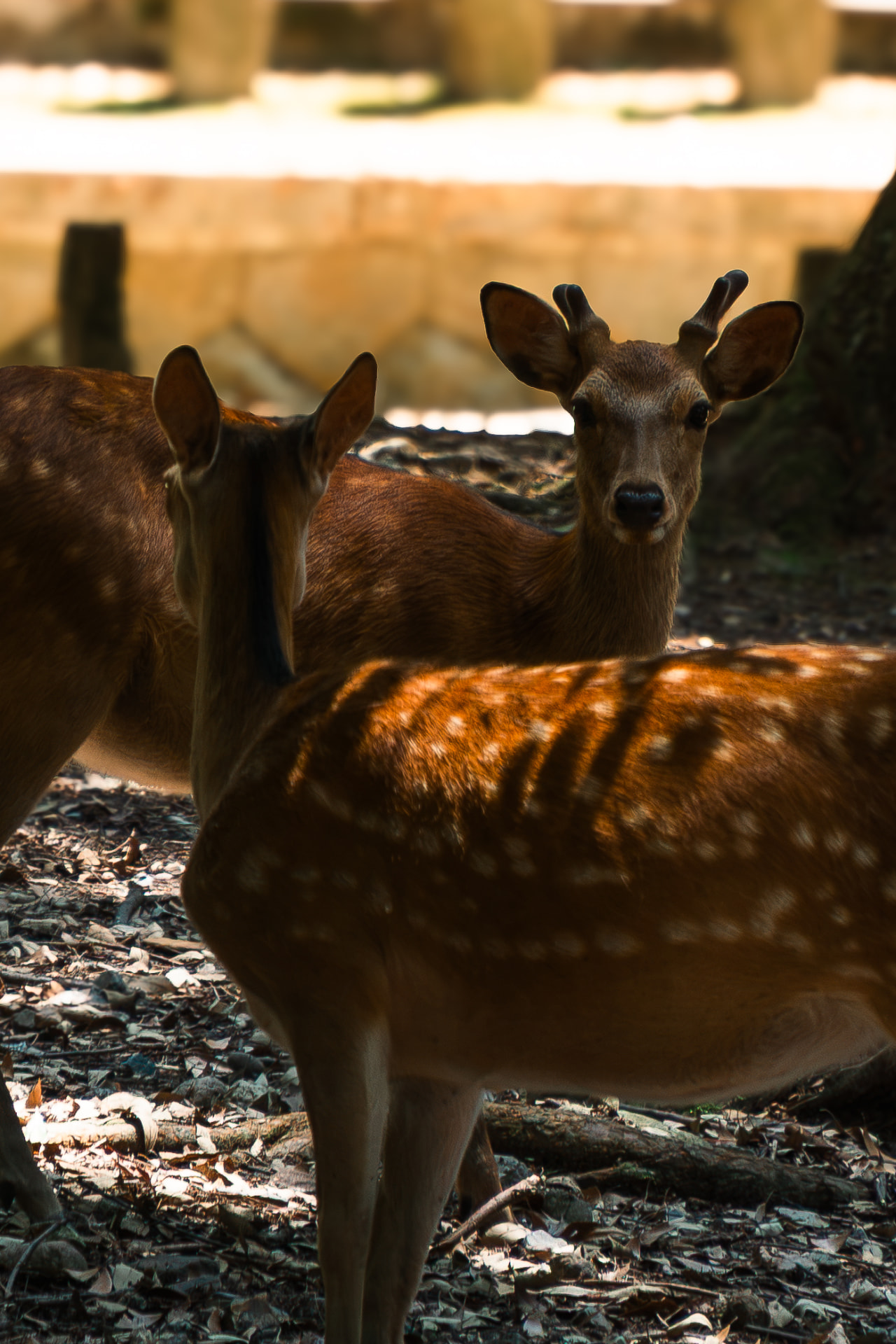 Landscape & nature photography in Nara by The Pals' Nest
